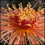 裏09菊.jpg